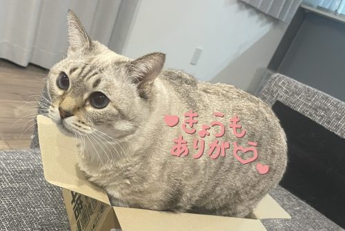 ありがと〜！ | 【あのちゃん】(横浜JKプレイ)